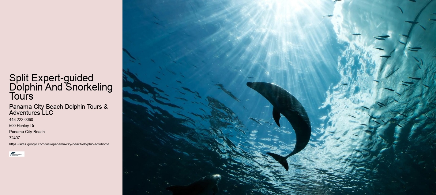 Tailored Dolphin Watching and Snorkeling Expeditions