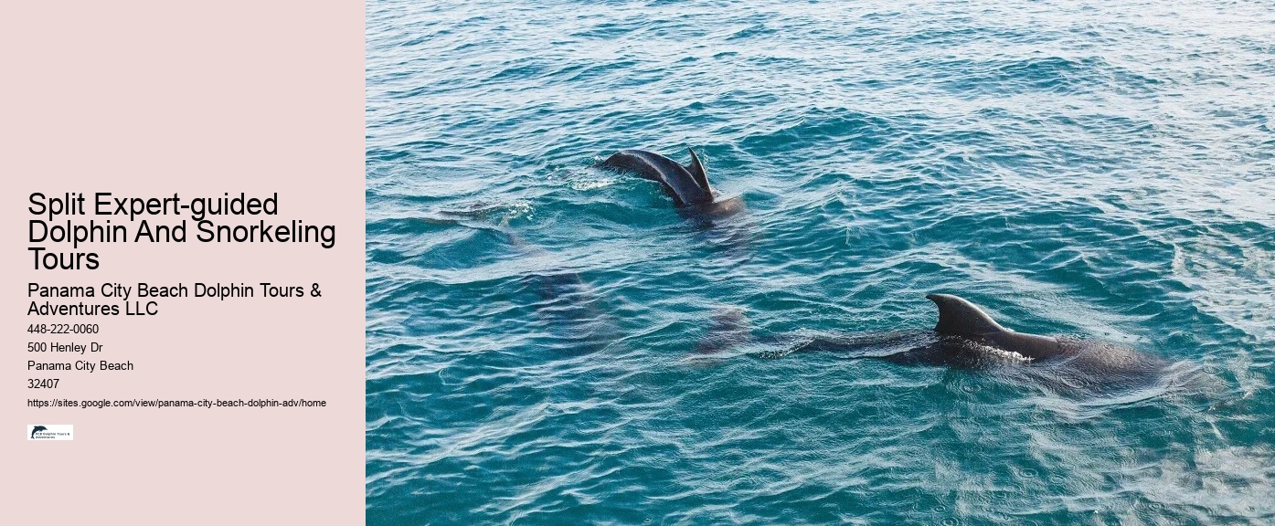 Top 5 Places To Swim With Dolphins