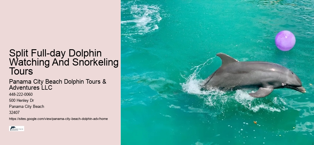 Individual Dolphin Encounter and Snorkeling Tours