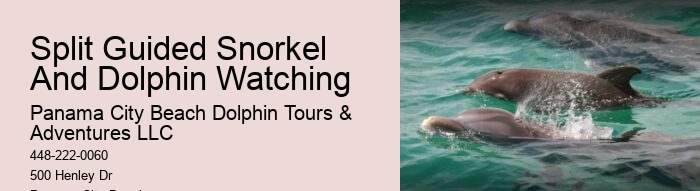 Panama City Beach dolphin exploration tours