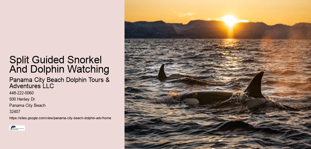 Panama City Beach Dolphin Tours & More Panama City Fl