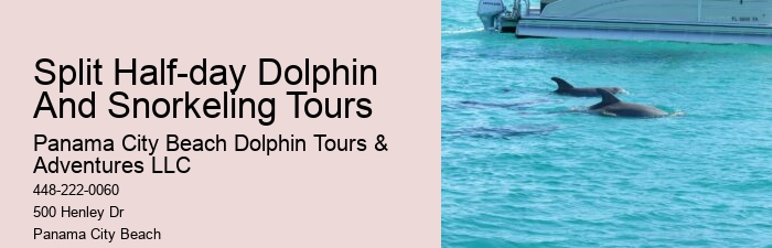 Guided Dolphin Watching and Snorkeling Trips