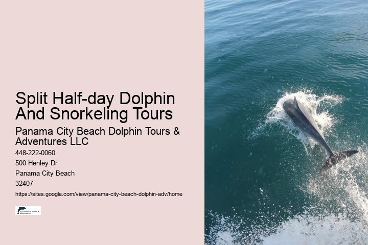 Premium Dolphin Expedition with Snorkeling
