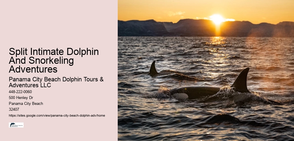 Bespoke Dolphin Encounter with Snorkeling