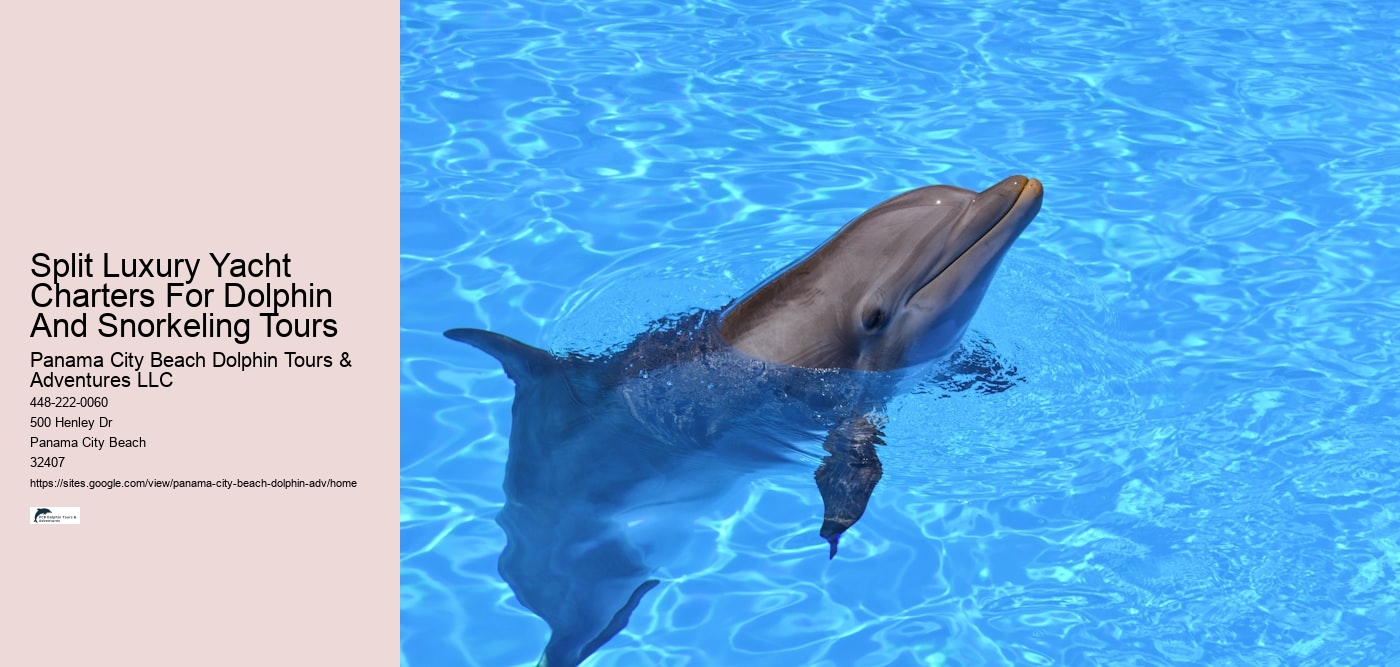 Dolphin Watching Excursions in PCB