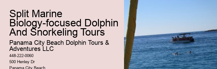 Charter Dolphin Snorkeling