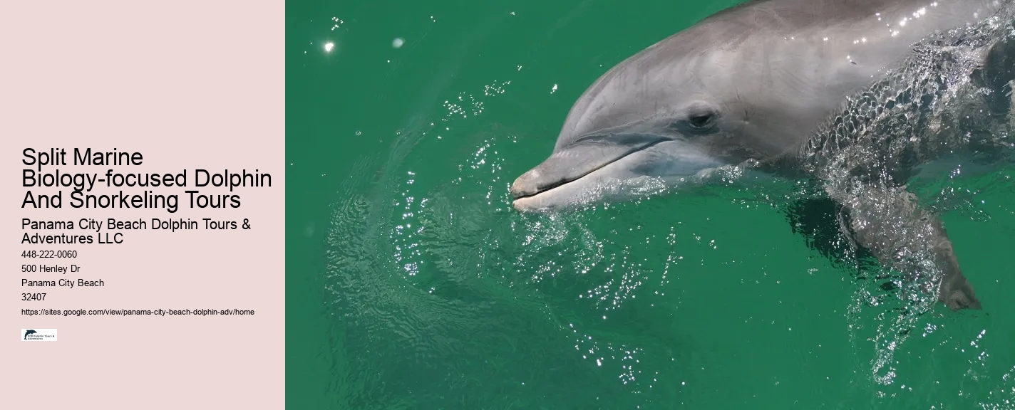 Split Marine Biology-focused Dolphin And Snorkeling Tours