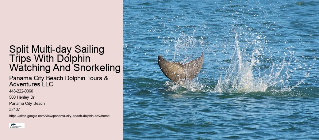 Dolphin Watch 8 Tybee Island