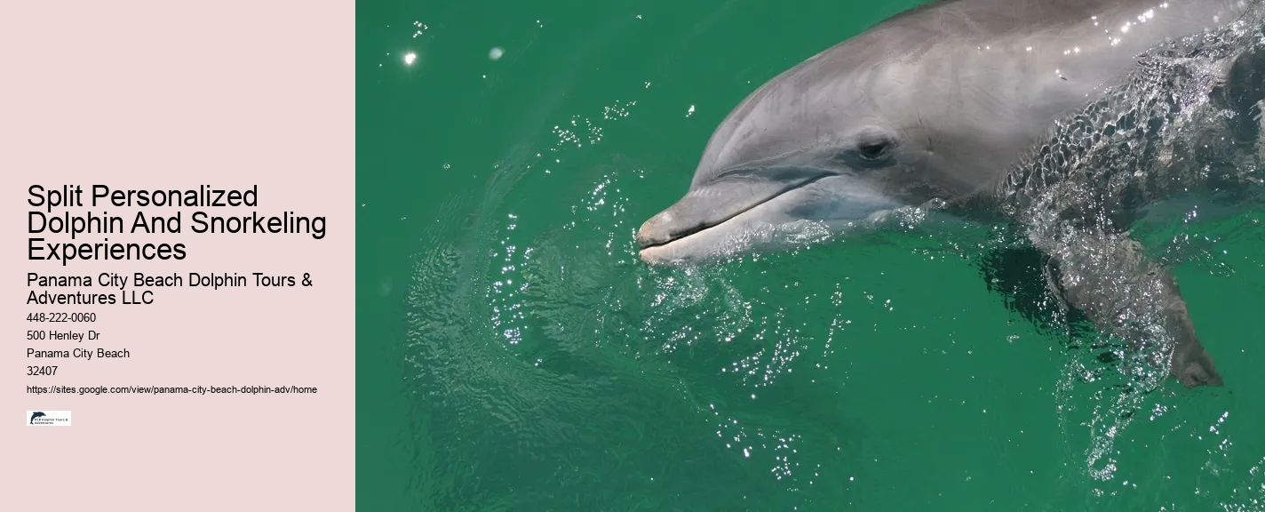 Split Personalized Dolphin And Snorkeling Experiences