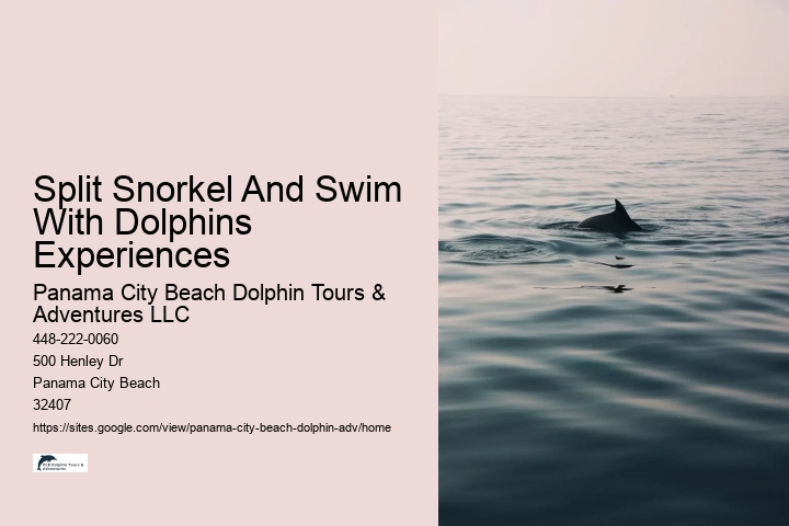 Panama City Beach dolphin expeditions