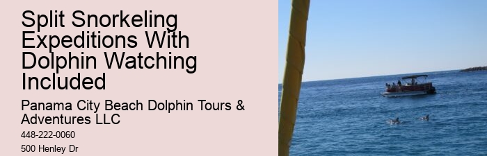 2 Hours Private Dolphin And Snorkeling Tours
