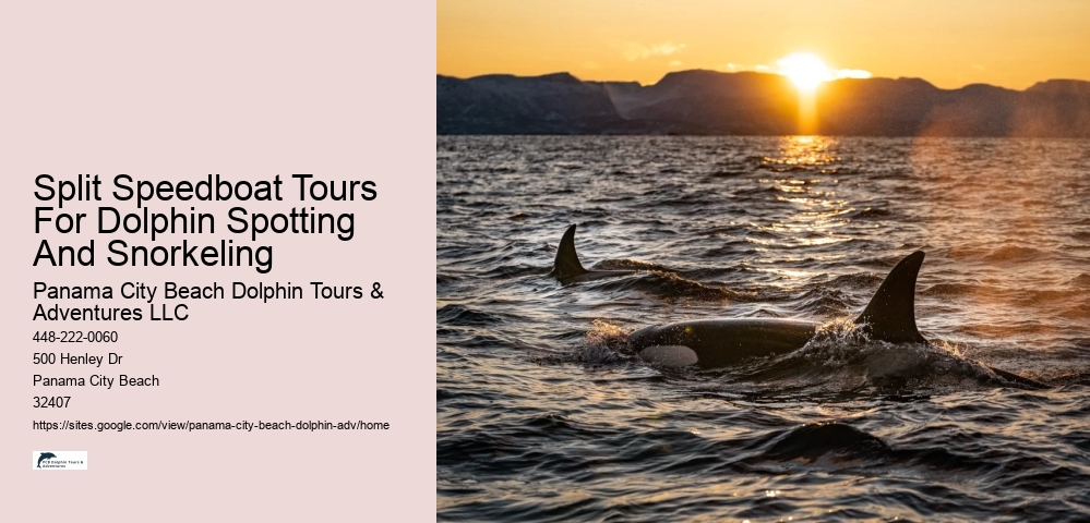 Split Snorkel And Swim With Dolphins Experiences