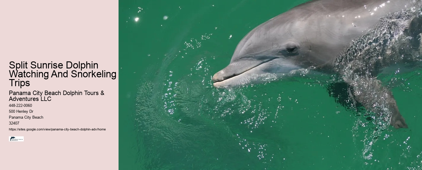 Split Sunrise Dolphin Watching And Snorkeling Trips