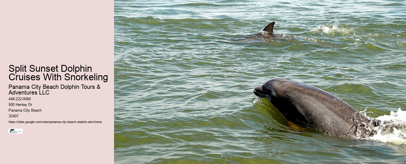 PCB Dolphin Spotting Tours