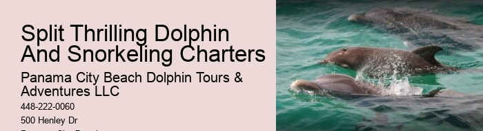 Intimate Dolphin Encounter and Snorkeling Tours
