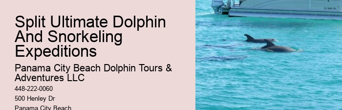 Do You Have To Wear A Wetsuit To Swim With Dolphins