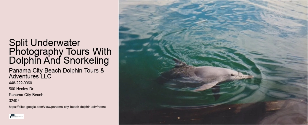 What Is The Life Expectancy Of A Dolphin In Captivity