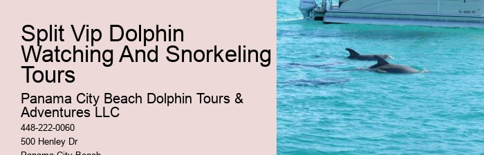 Split Adventure Tours Including Dolphin Watching And Snorkeling