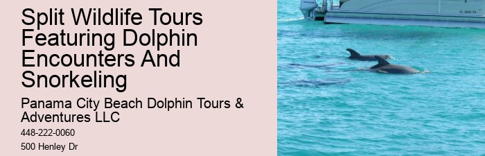 Is There A Weight Limit For Swimming With Dolphins