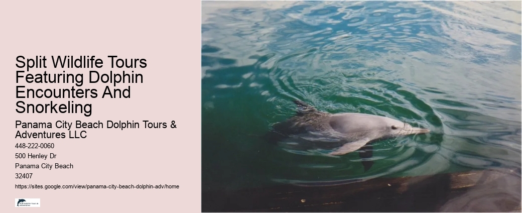 Orange Beach Jet Ski Dolphin Tours