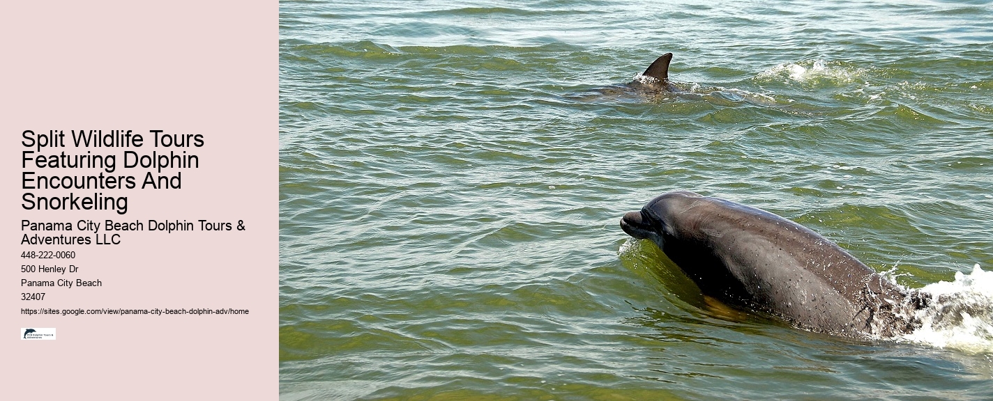 How Much Does It Cost To Swim With Dolphins In Panama City