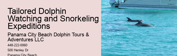 Guided Dolphin Safari with Snorkeling