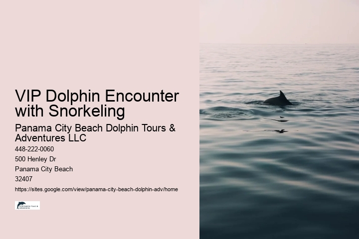 Split Personalized Dolphin And Snorkeling Experiences