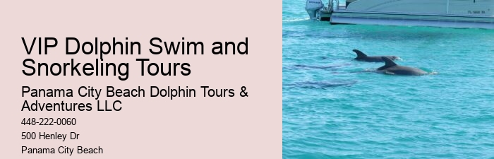 Dolphin Snorkeling Tours